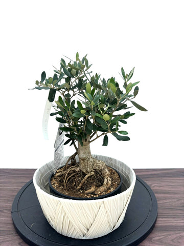 NEWルッカ（オリーブの木）【盆栽風】｜XSサイズ｜NO.11093｜約35cm｜人気・寒冷地OK・初心者向き