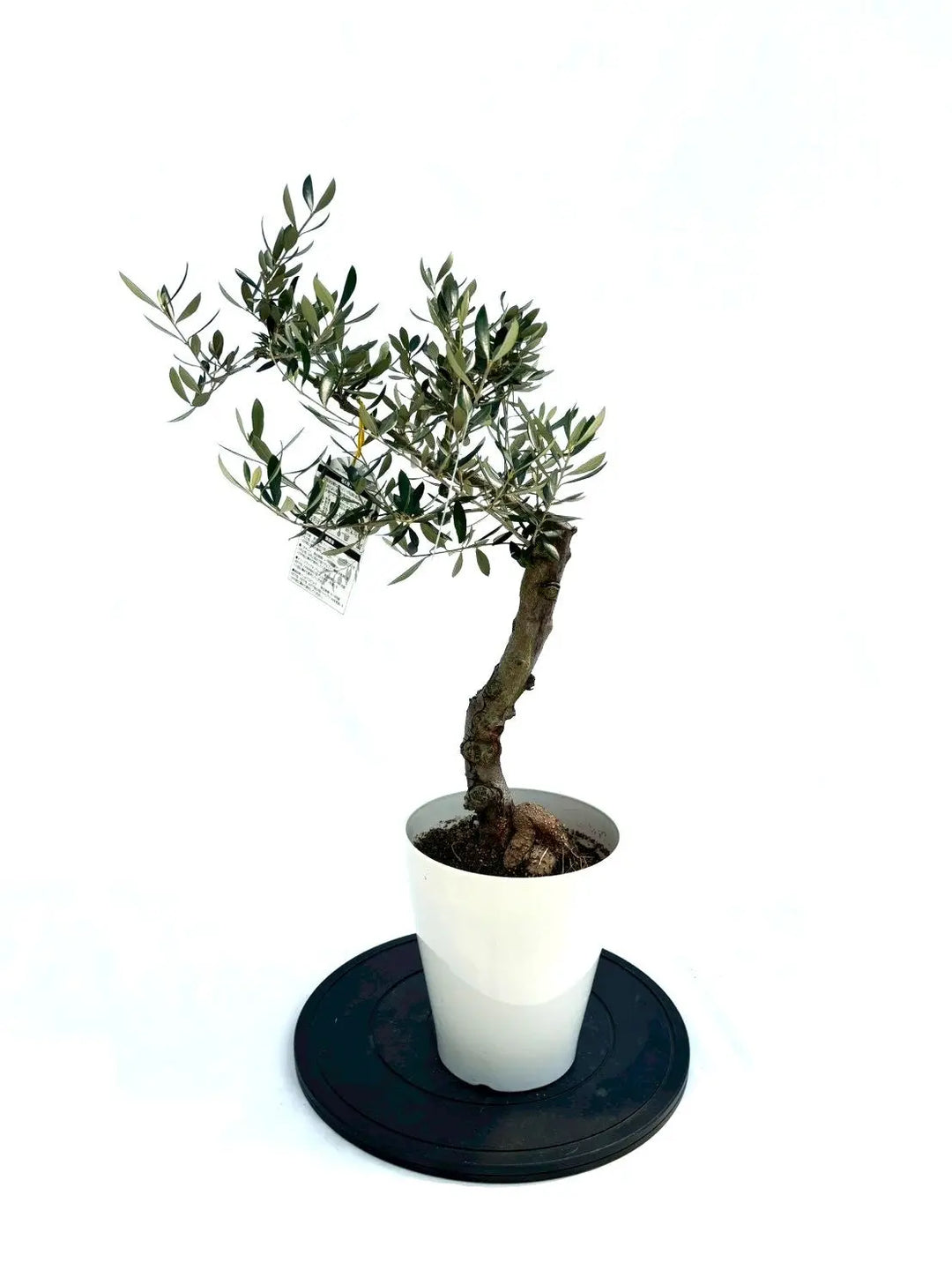 オリーブの木　コロネイキ　7号　約75cm　NO.930　現品掲載 NEWコロネイキ（オリーブの木）｜Sサイズ｜約75cm｜NO.10930｜実が