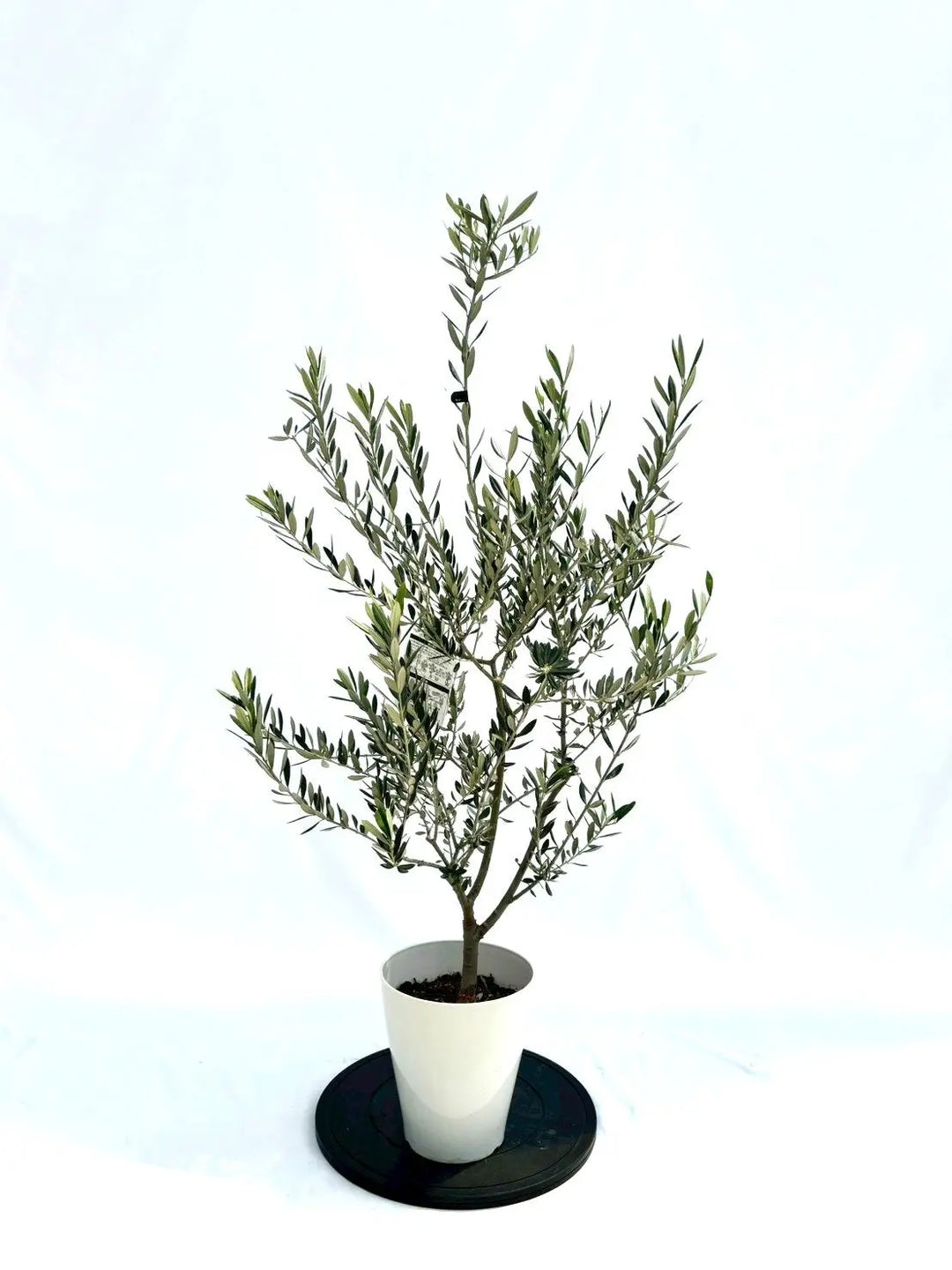 オリーブの木（全商品）｜写真の木をそのままお届け［現品販売］｜鶴亀