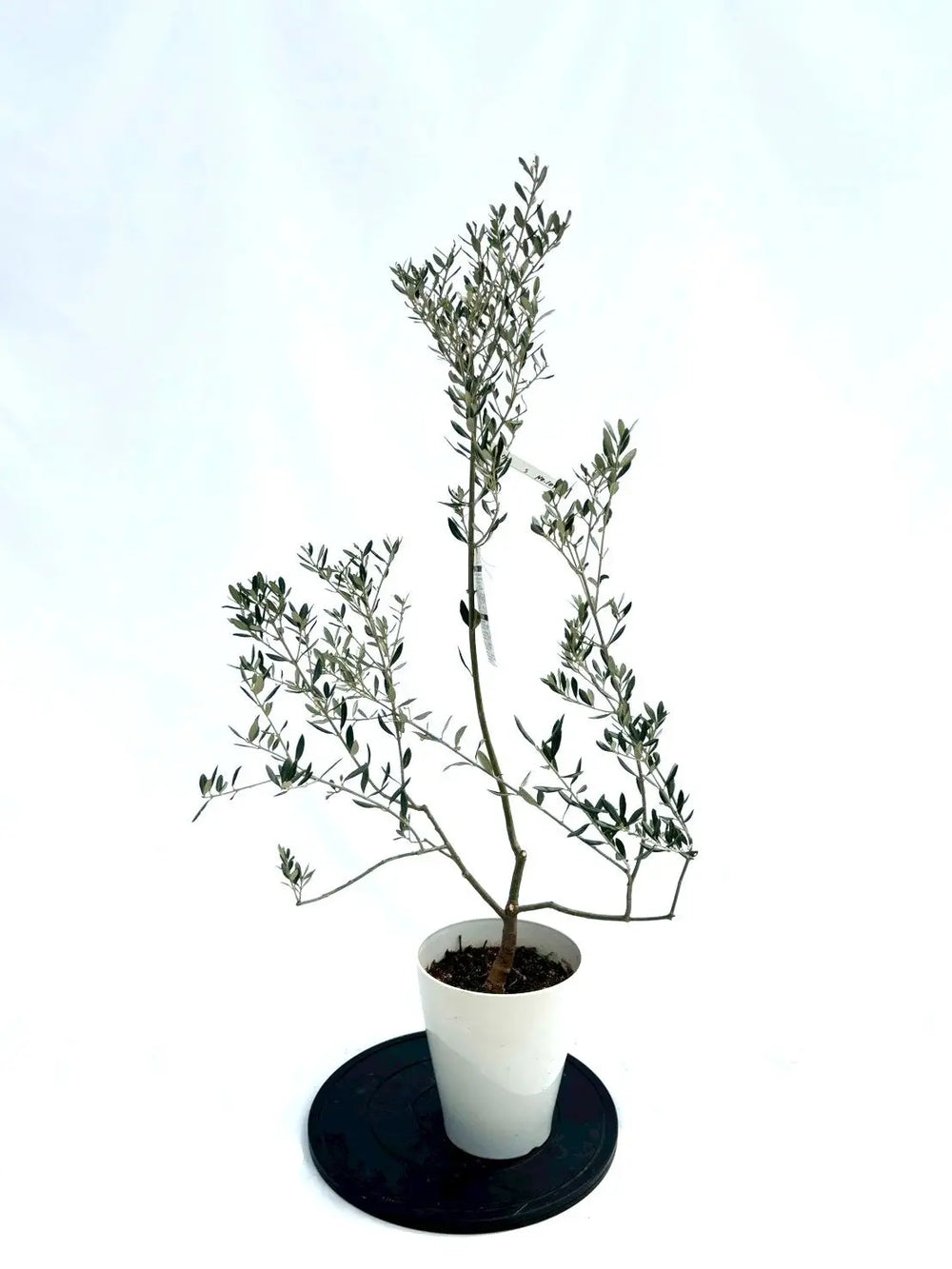 オリーブの木（全商品）｜写真の木をそのままお届け［現品販売］｜鶴亀