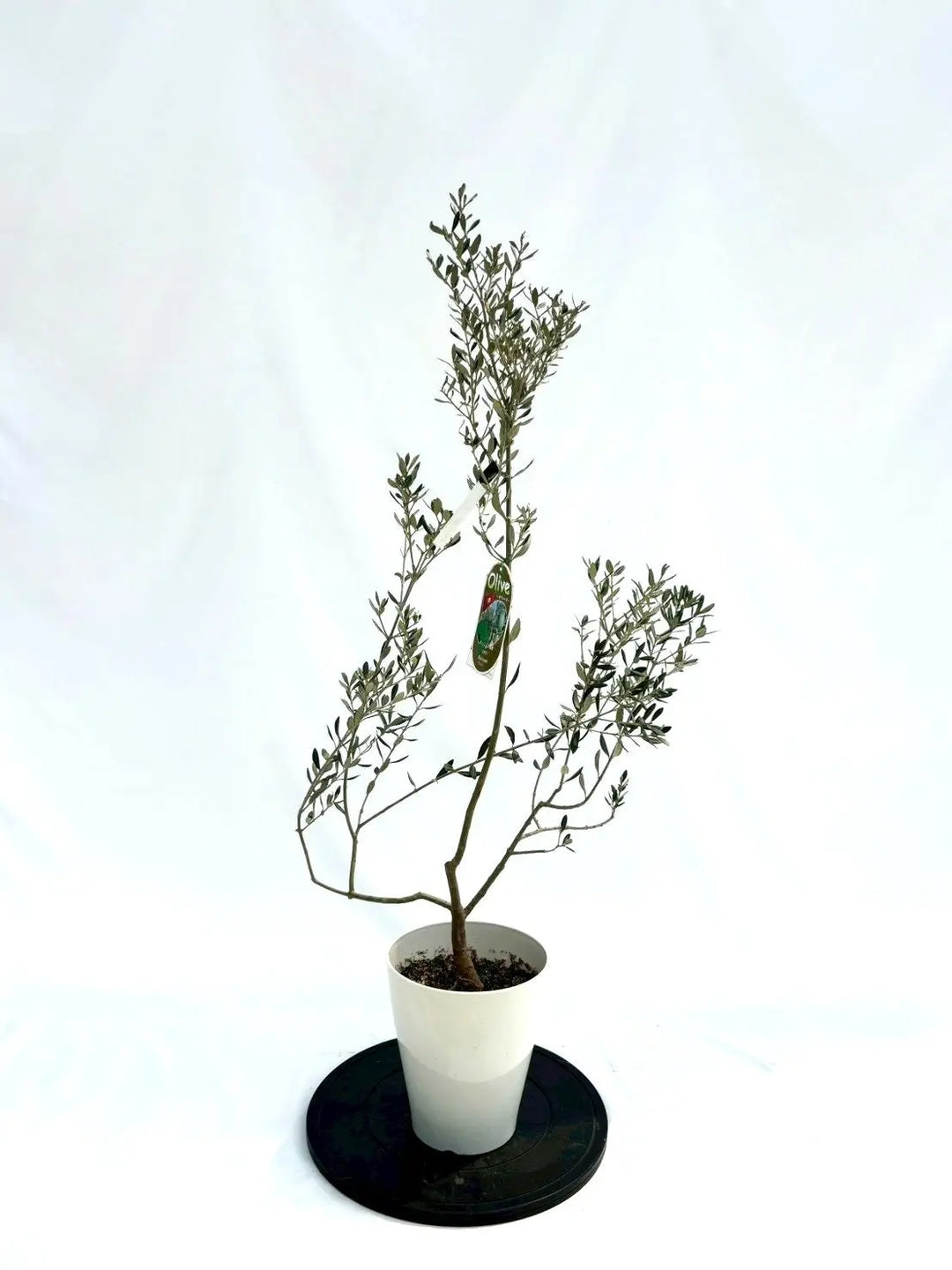 オリーブの木（全商品）｜写真の木をそのままお届け［現品販売］｜鶴亀