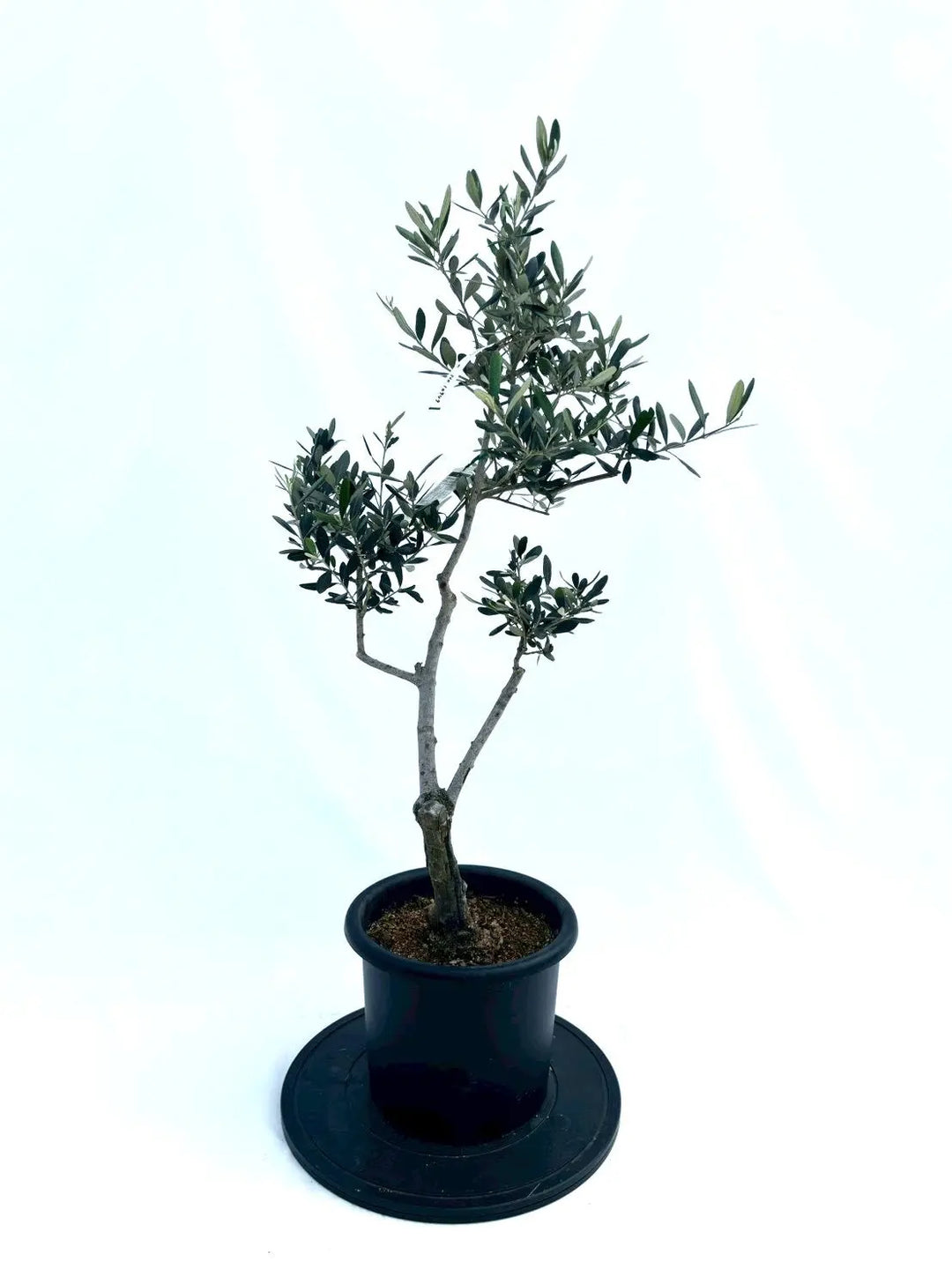 オリーブの木（全商品）｜写真の木をそのままお届け［現品販売］｜鶴亀
