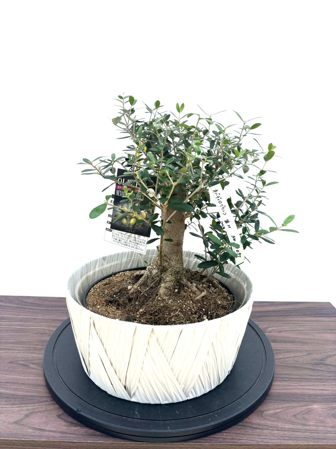 風格ある古木オリーブ - 株式会社鶴亀園