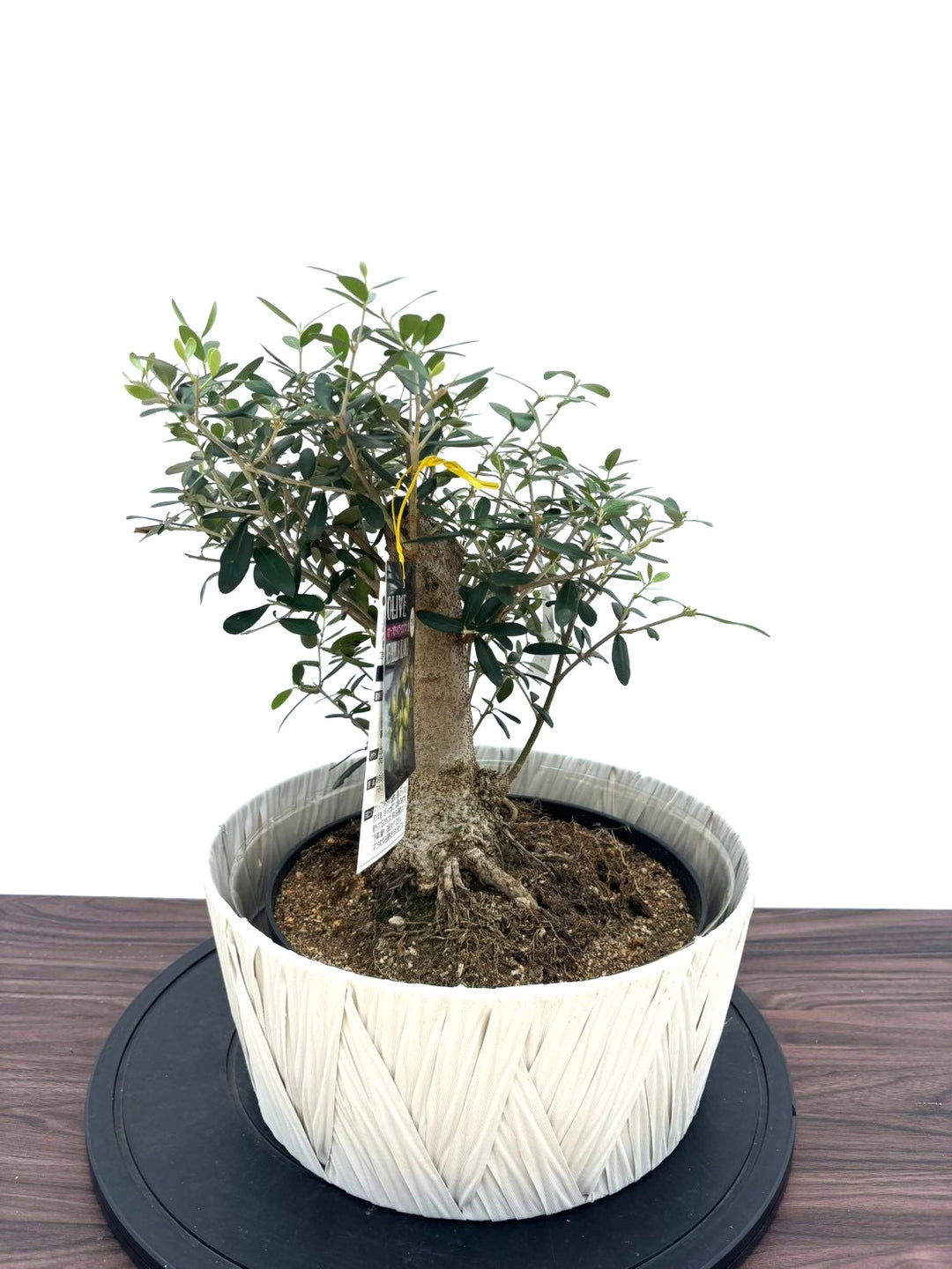 オリーブの木 ネバディロブランコ 大型 約170cm NO.2161 人気 現品