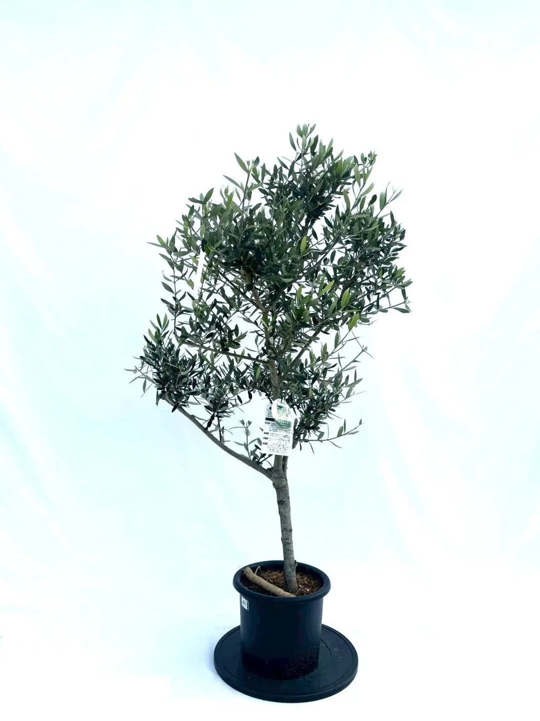 オリーブの木（全商品）｜写真の木をそのままお届け［現品販売］｜鶴亀