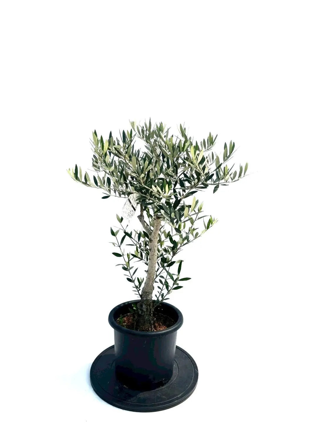 オリーブの木（全商品）｜写真の木をそのままお届け［現品販売］｜鶴亀