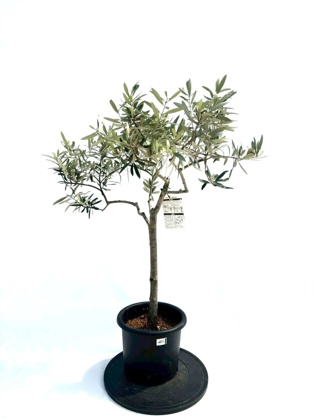 引取り限定　オリーブの木 NH X N/OH . PLANT-1~7 // APR.29 // ⁡ 樹齢約200年の古木オリーブを