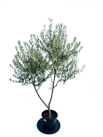 NEWミッション（オリーブの木）｜Mサイズ｜NO.10958｜約170cm｜人気・直立型・シンボルツリー向き