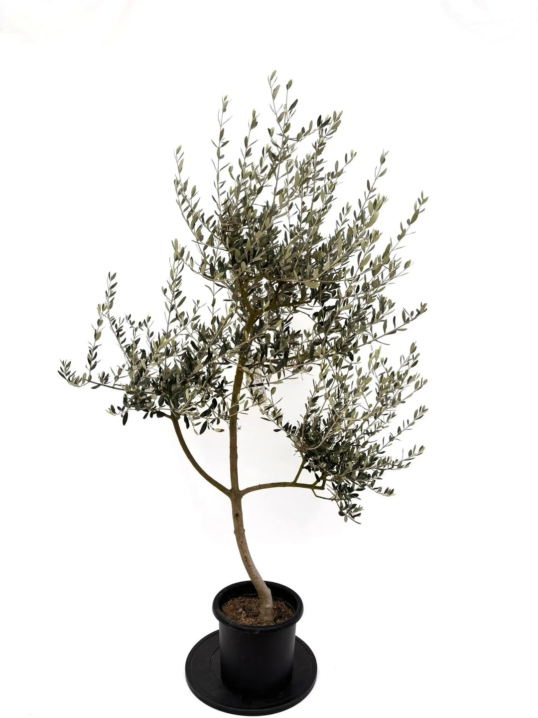 オリーブの木　盆栽風　ルッカ　6号　約40cm　NO.800　人気品種　現品掲載 NEWルッカ（オリーブの木）｜Mサイズ｜NO.10959｜約160cm｜人気・寒冷