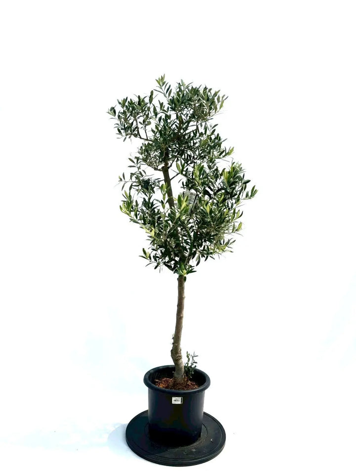 オリーブの木　ネバディロブランコ　8号　約140cm　NO.963　人気　現品 NEWネバディロブランコ（オリーブの木）｜Mサイズ｜NO.10963｜約140cm