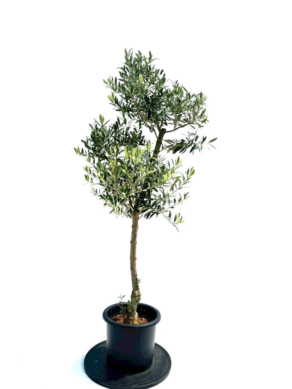 風格ある古木オリーブ - 株式会社鶴亀園