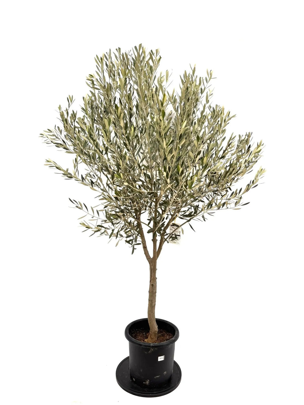 オリーブの木（全商品）｜写真の木をそのままお届け［現品販売］｜鶴亀