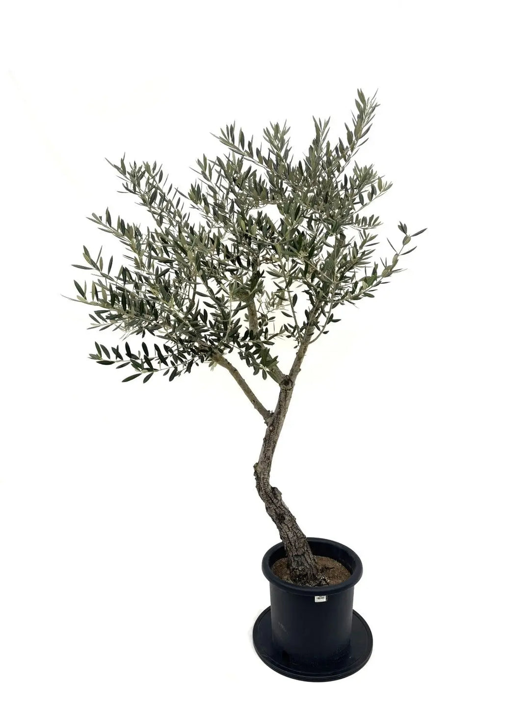 オリーブの木（全商品）｜写真の木をそのままお届け［現品販売］｜鶴亀