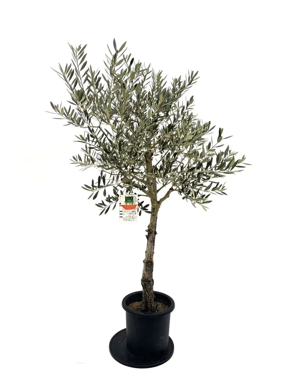 オリーブの木（全商品）｜写真の木をそのままお届け［現品販売］｜鶴亀