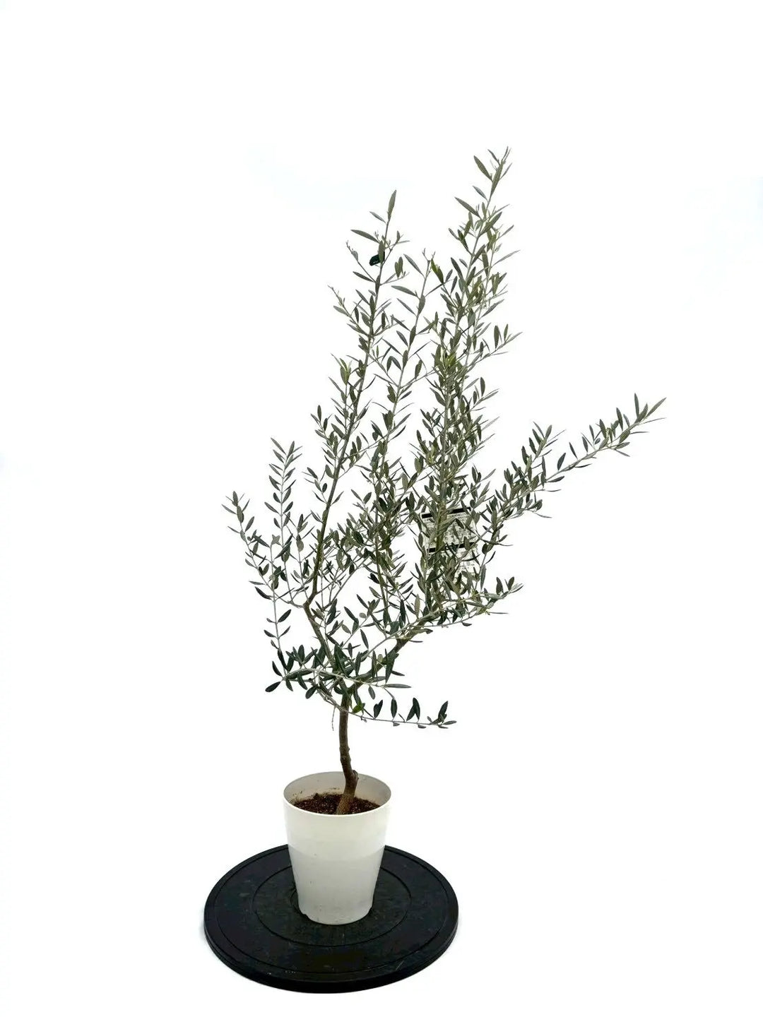 オリーブの木　タラスコア　6号　約125cm　NO.977　希少品種　現品掲載 NEWタラスコア（オリーブの木）｜XSサイズ｜NO.10977｜約125cm｜希少
