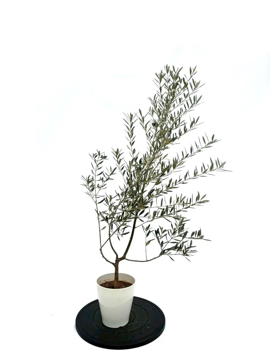 オリーブの木（全商品）｜写真の木をそのままお届け［現品販売］｜鶴亀