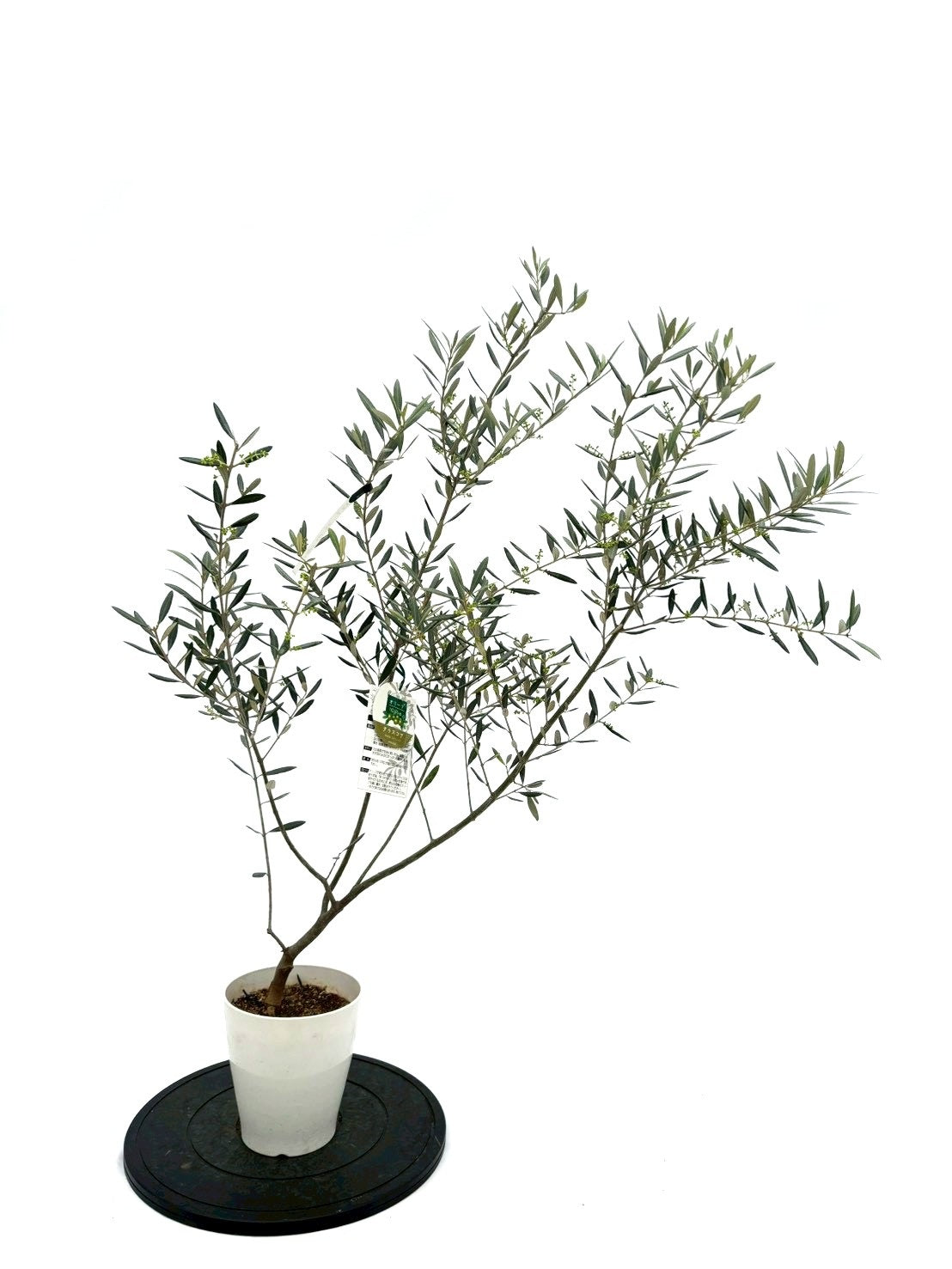 オリーブの木 NH X N/OH . PLANT-1~7 // APR.29 // ⁡ 樹齢約200年の古木オリーブを