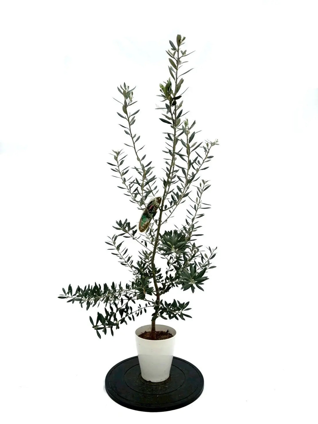 オリーブの木（全商品）｜写真の木をそのままお届け［現品販売］｜鶴亀