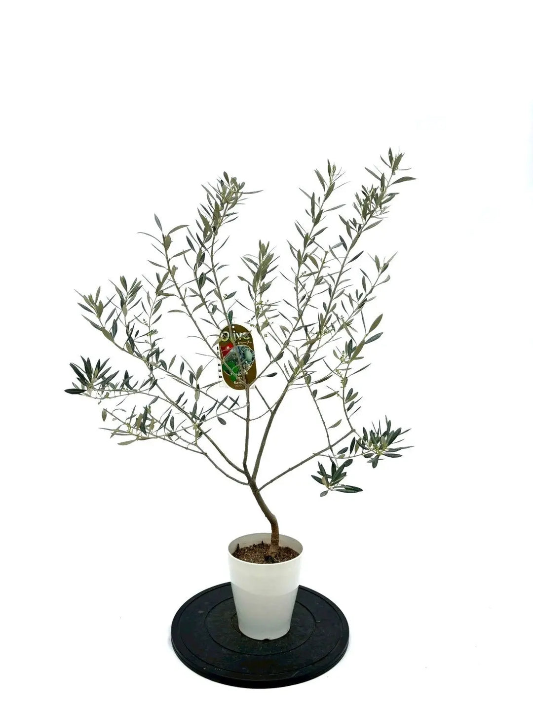 オリーブの木（全商品）｜写真の木をそのままお届け［現品販売］｜鶴亀