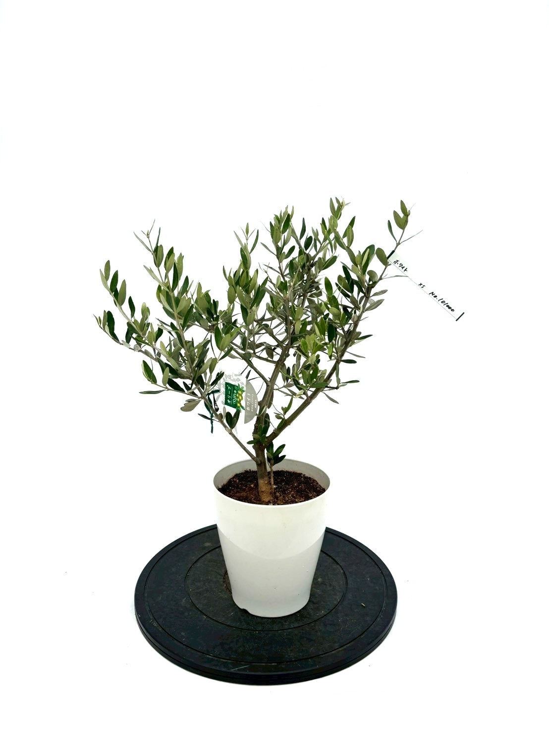 オリーブの木（全商品）｜写真の木をそのままお届け［現品販売］｜鶴亀