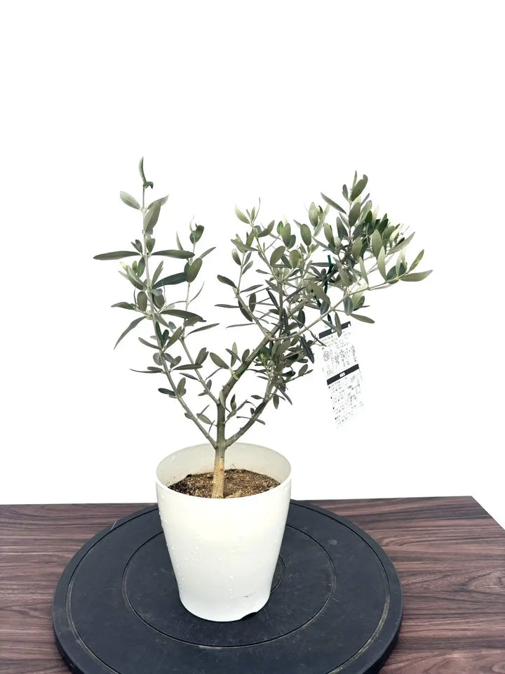 オリーブの木　ホワイト　5号　約60cm　NO.1010　希少品種　現品掲載 オリーブの木 ホワイト 5号 約60cm NO.1010 希少品種 現品掲載