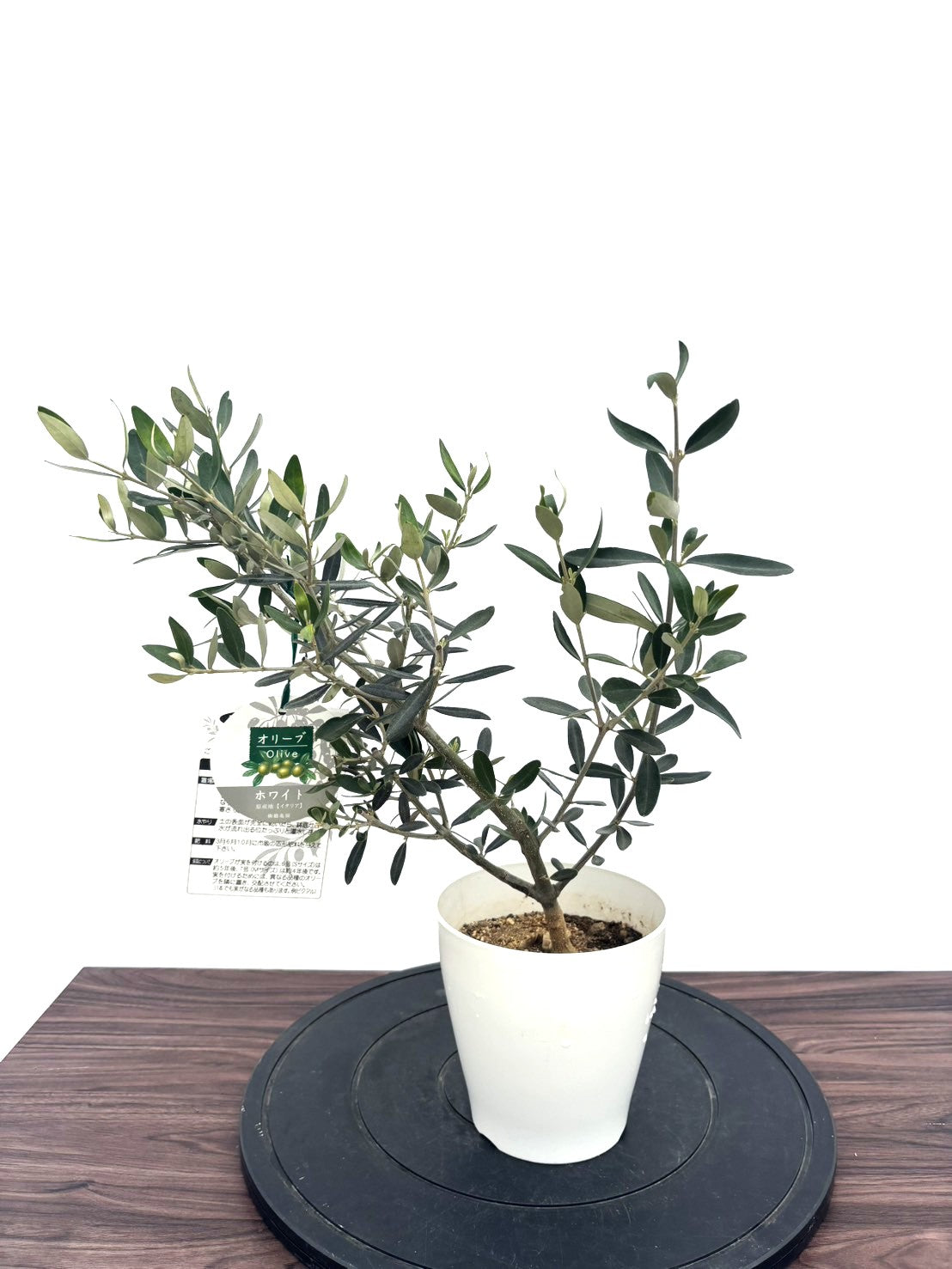 オリーブの木（全商品）｜写真の木をそのままお届け［現品販売］｜鶴亀