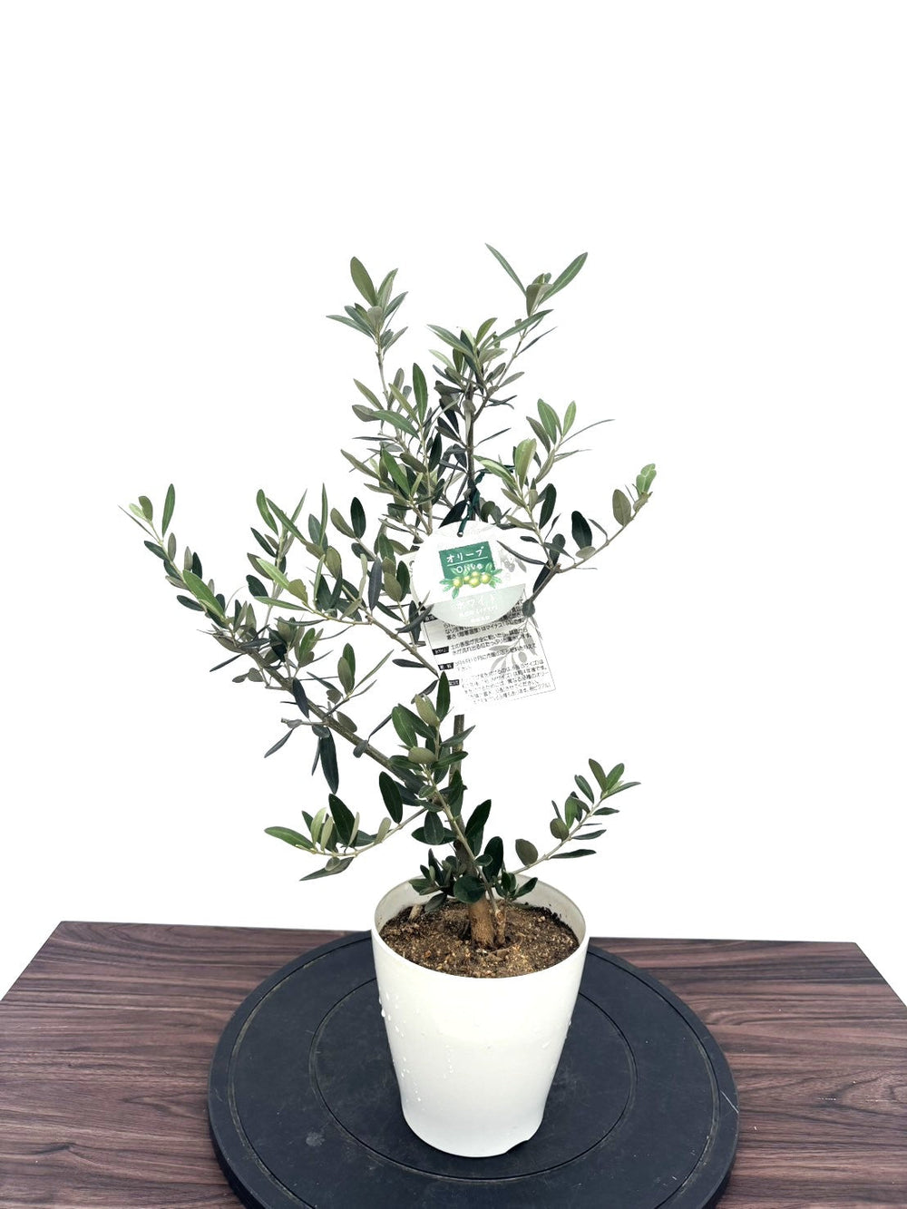 オリーブの木（全商品）｜写真の木をそのままお届け［現品販売］｜鶴亀