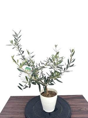 オリーブの木　ホワイト　6号　NO.840　約85cm　希少品種　現品掲載 訳あり商品・現品売切り・早い者価勝ち】「 オリーブの木 6号鉢 (高さ その他観葉植物