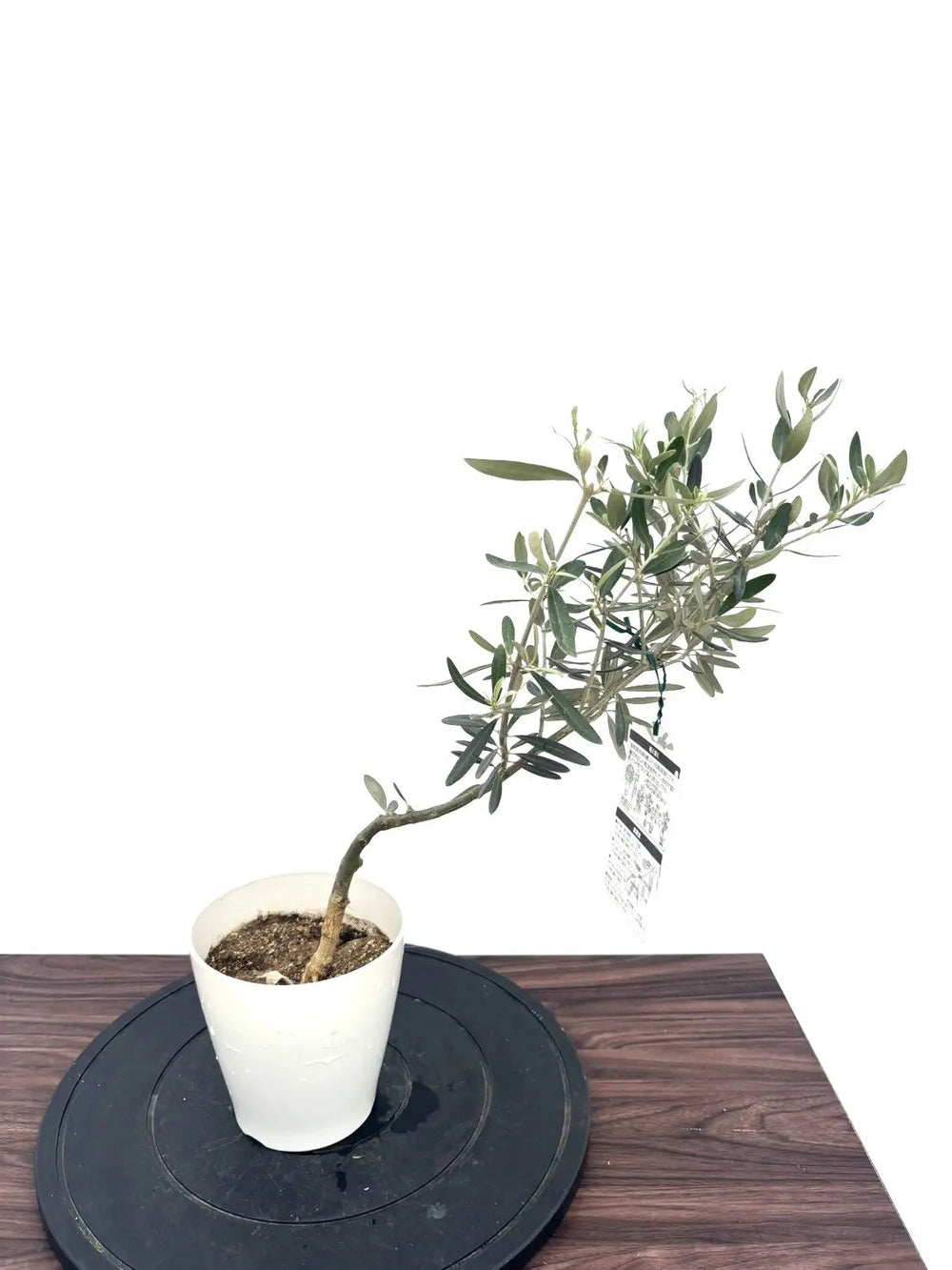 オリーブの木（全商品）｜写真の木をそのままお届け［現品販売］｜鶴亀