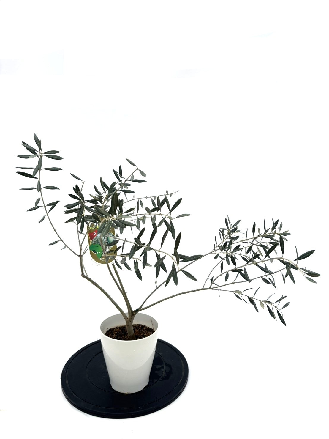 オリーブの木（全商品）｜写真の木をそのままお届け［現品販売］｜鶴亀