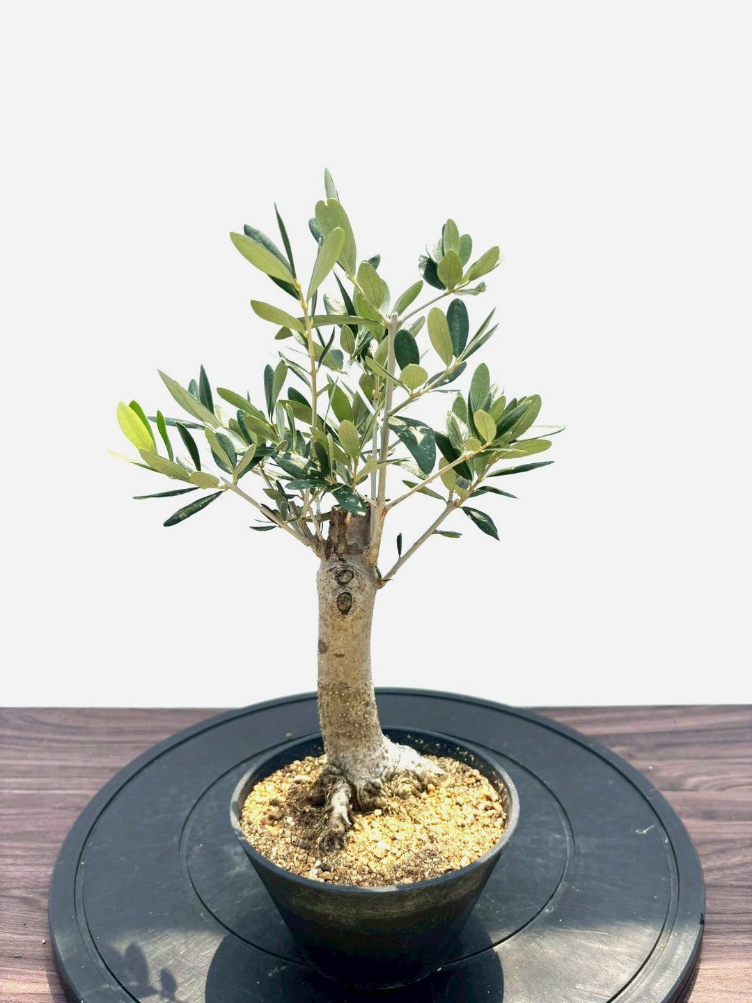 オリーブの木（全商品）｜写真の木をそのままお届け［現品販売］｜鶴亀