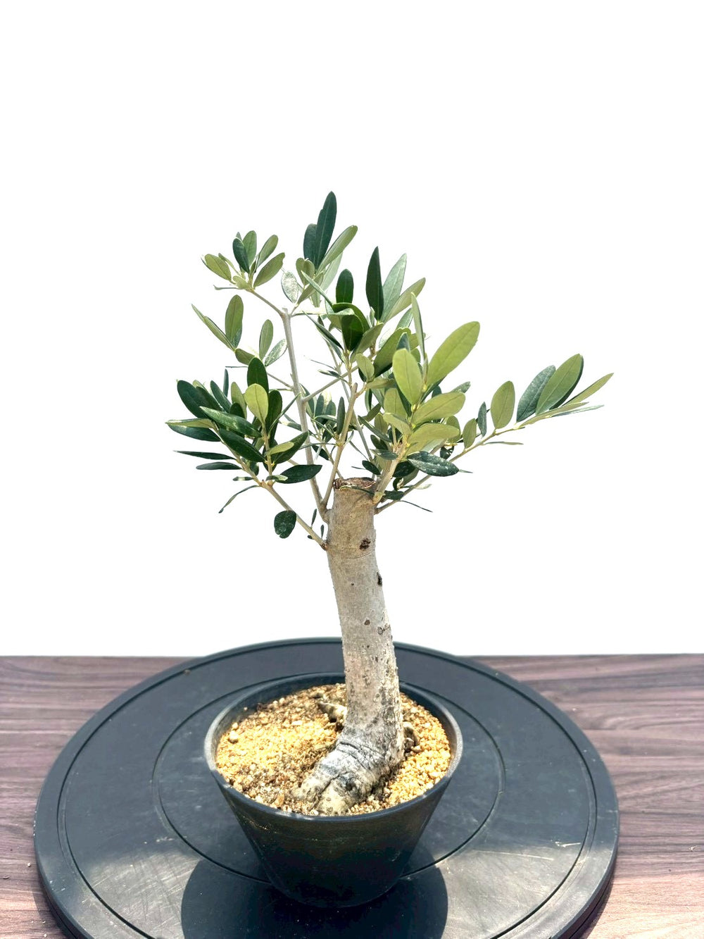 オリーブの木（全商品）｜写真の木をそのままお届け［現品販売］｜鶴亀