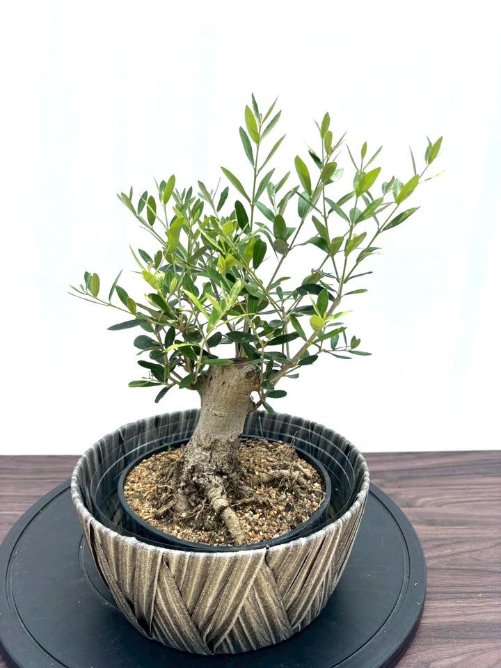 matallica様ご注文品】くるくる盆栽台 10台【リピート特別価格】最安値