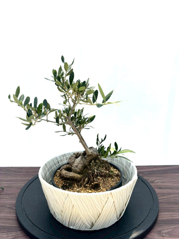 NEWコレッジョラ（オリーブの木）【盆栽風】｜XSサイズ｜NO.11094｜約35cm｜人気・寒冷地OK・初心者向き