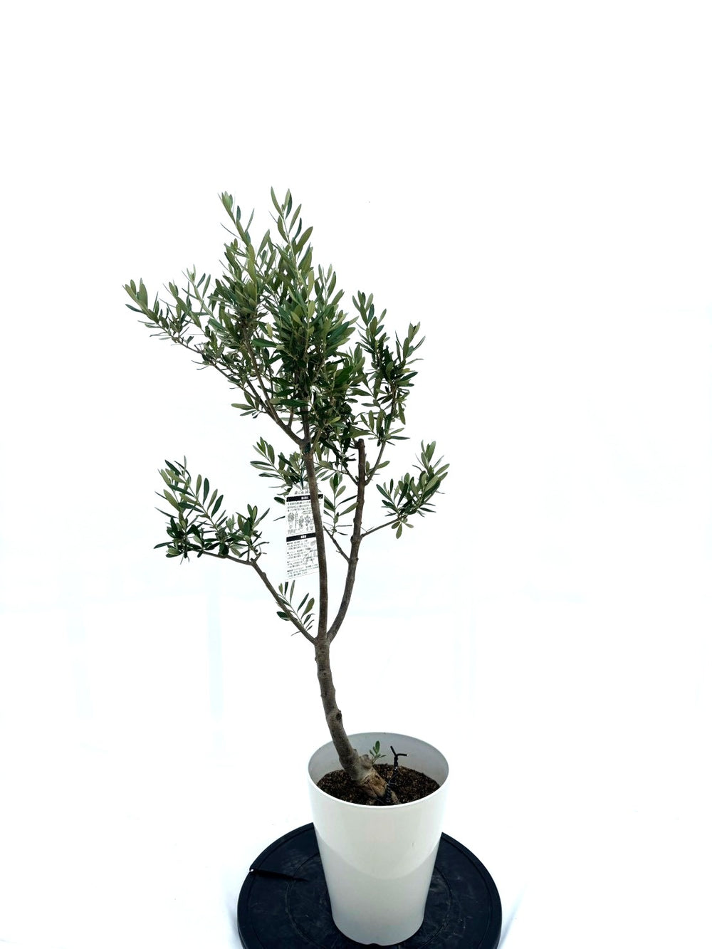 オリーブの木（全商品）｜写真の木をそのままお届け［現品販売］｜鶴亀