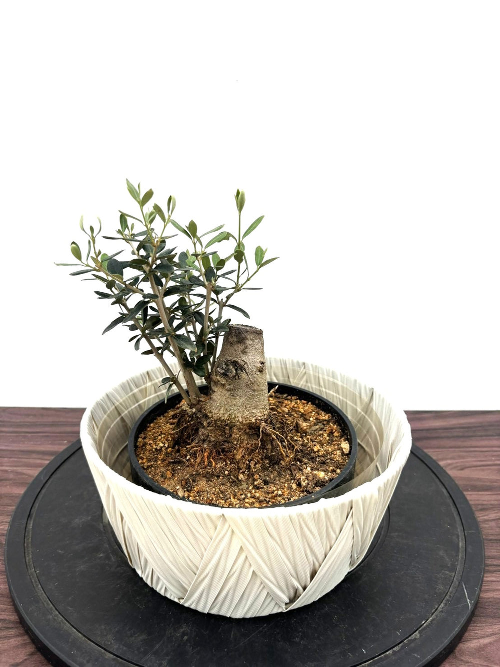 風格ある古木オリーブ - 株式会社鶴亀園