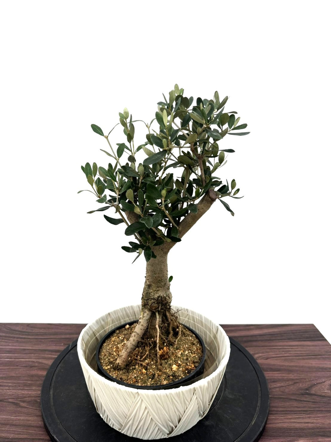 オリーブの木（全商品）｜写真の木をそのままお届け［現品販売］｜鶴亀