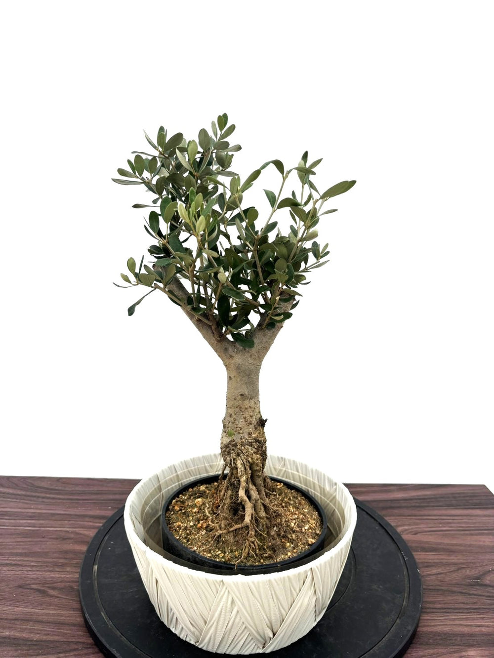 オリーブの木（全商品）｜写真の木をそのままお届け［現品販売］｜鶴亀