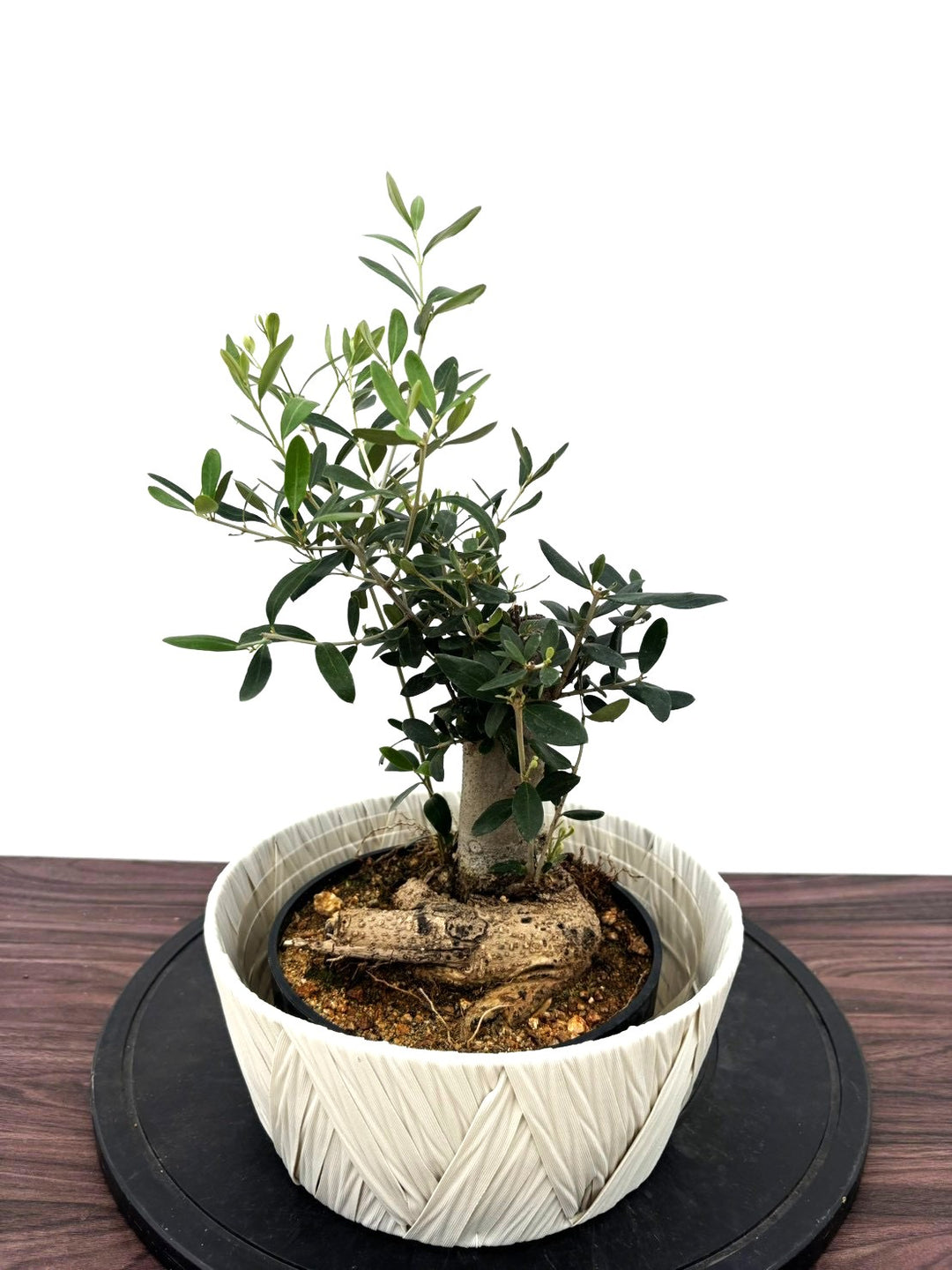 オリーブの木（全商品）｜写真の木をそのままお届け［現品販売］｜鶴亀