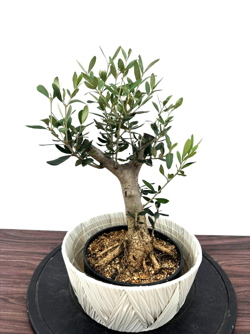 オリーブの木（全商品）｜写真の木をそのままお届け［現品販売］｜鶴亀