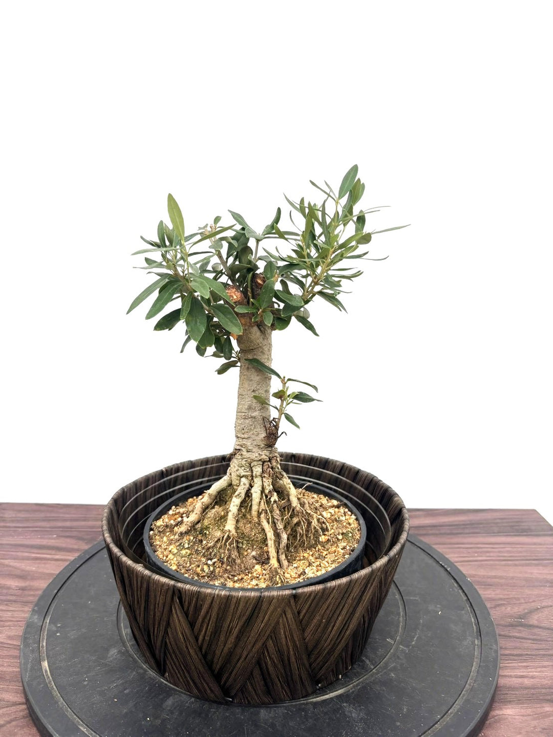 オリーブの木（全商品）｜写真の木をそのままお届け［現品販売］｜鶴亀