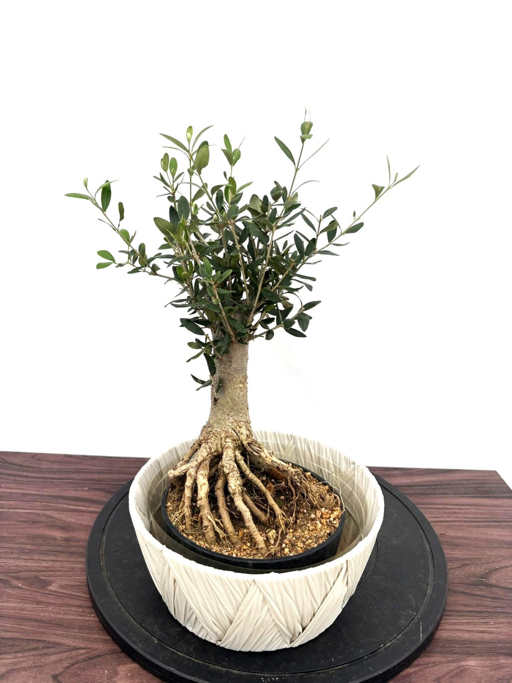 オリーブの木（全商品）｜写真の木をそのままお届け［現品販売］｜鶴亀