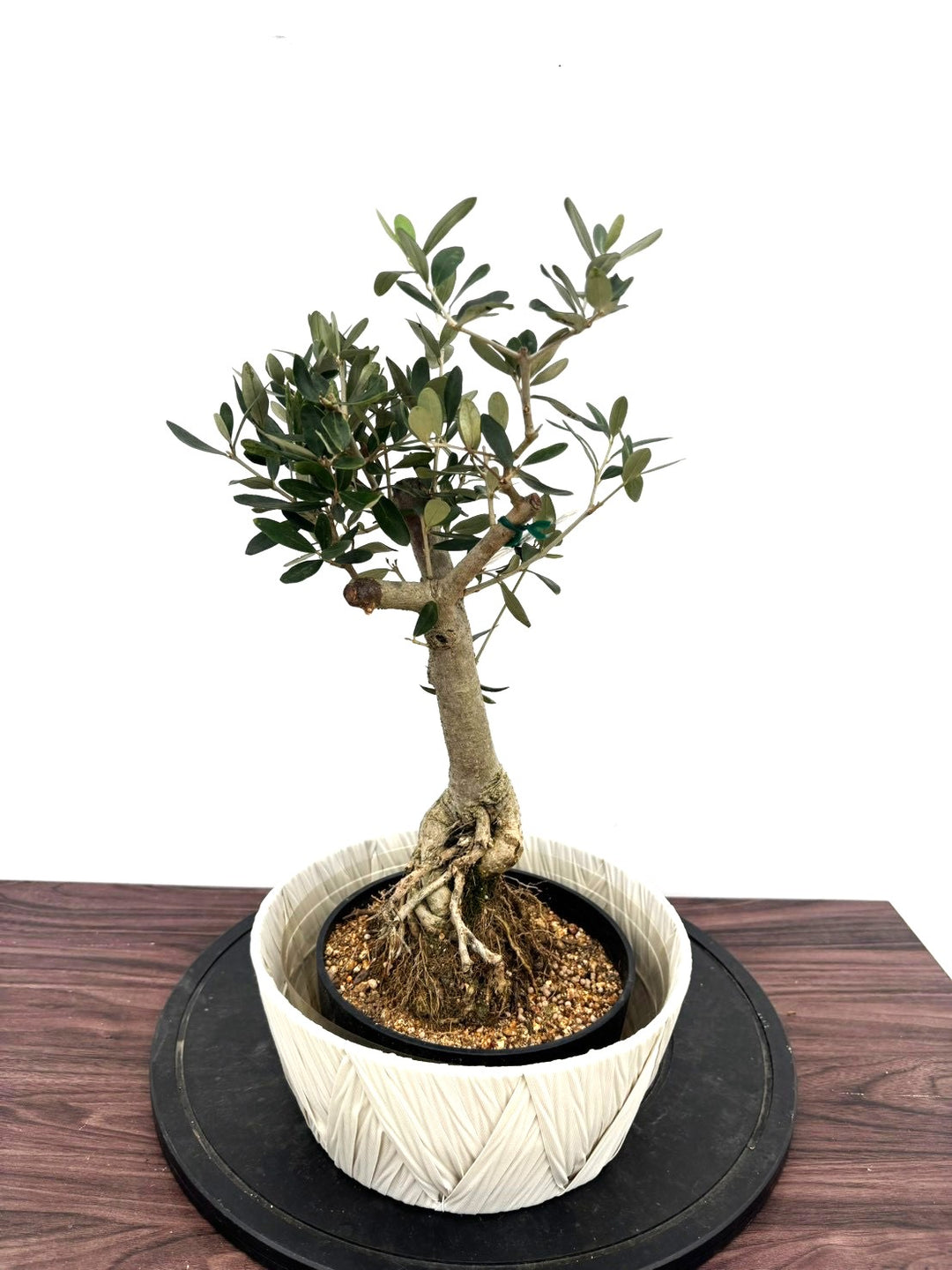 オリーブの木（全商品）｜写真の木をそのままお届け［現品販売］｜鶴亀