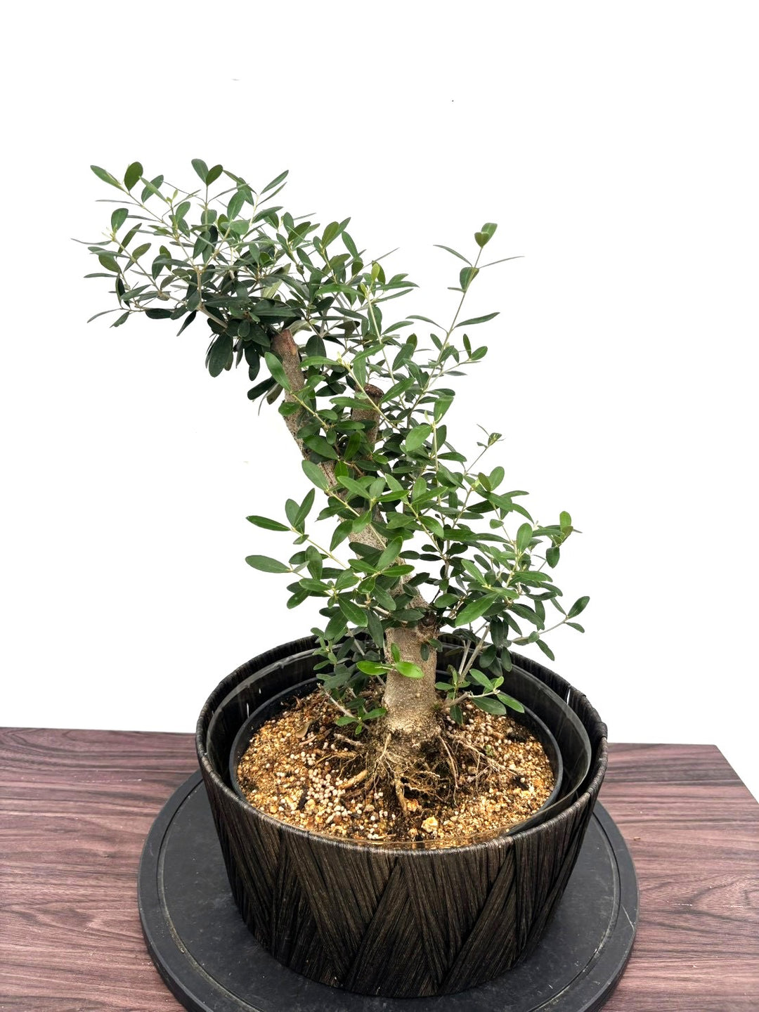 オリーブの木（全商品）｜写真の木をそのままお届け［現品販売］｜鶴亀