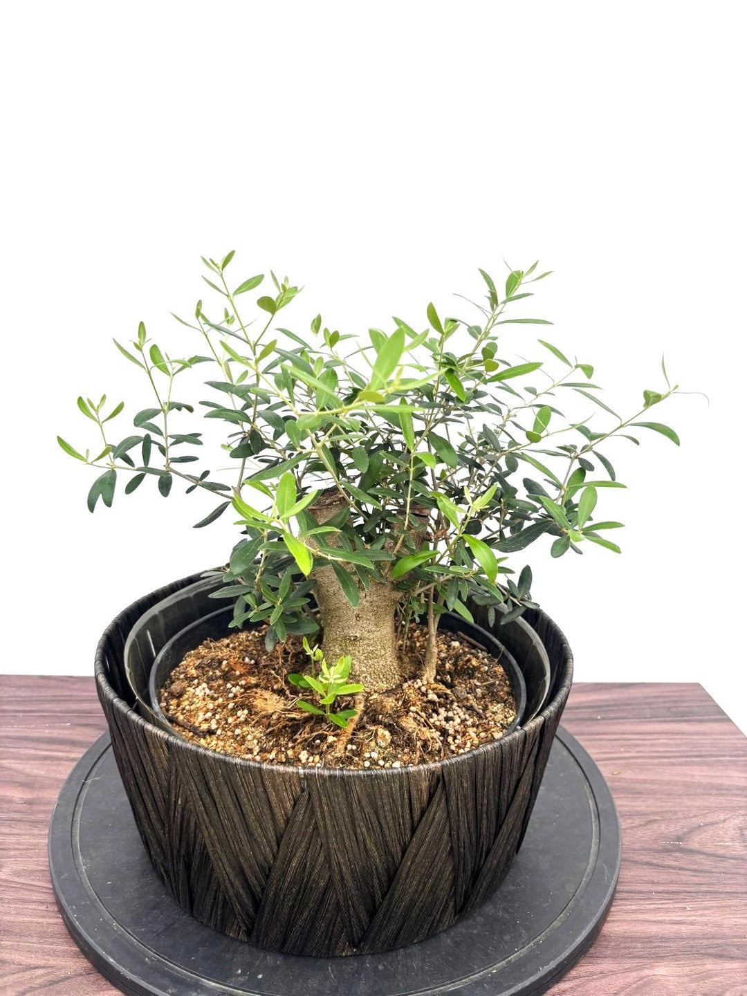 風格ある古木オリーブ - 株式会社鶴亀園