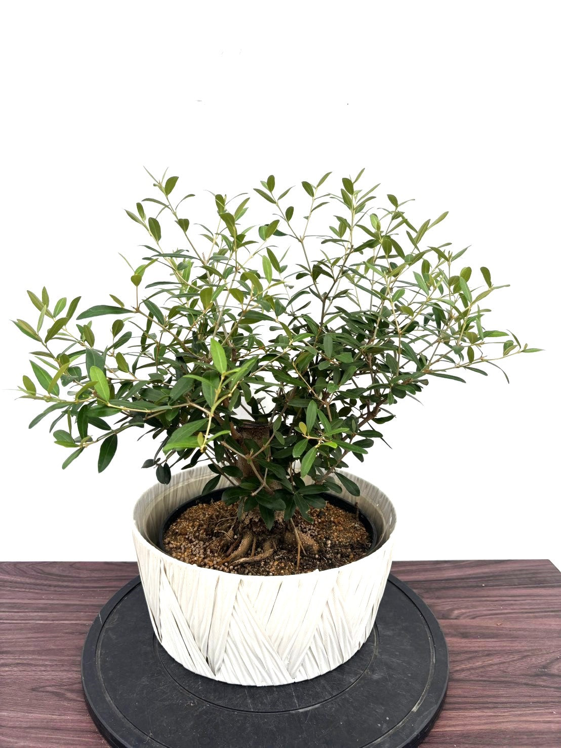 オリーブの木 古木の魅力とは？～時を刻むシンボルツリー～ オリーブの