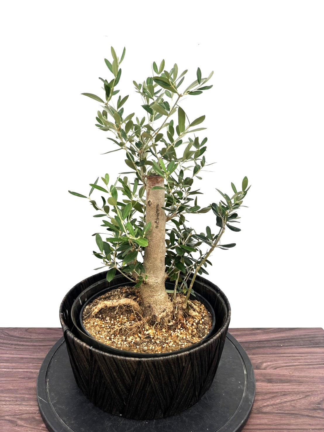 初心者向け】直立型オリーブの木おすすめ3選｜庭木・鉢植えに人気の