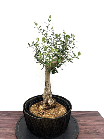 NEWルッカ(オリーブの木）【盆栽風】｜Mサイズ｜NO.11162｜約65cm｜人気・初心者向き・開帳型