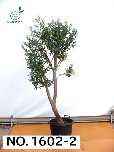 シプレシーノ　XLサイズ　約200cm　NO.1602　オリーブの木