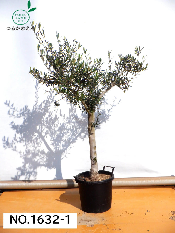 人気・銀葉】ピクアル（オリーブの木）〈古木〉｜約170cm｜XL